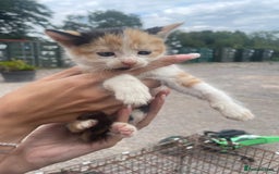 Ragdoll cats for sale: Randall x kittens - Image 4