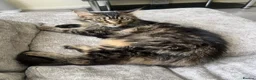 Maine Coon cats for sale: Chocolate brownie Tabby Maine coon   in Hayes - Advert 6