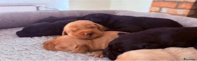 Labrador Retriever 4