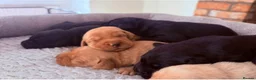 Labrador Retriever dogs for sale: Health Tested IGL Champion Bred Labrador Puppies  - Advert 7