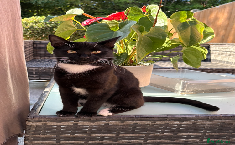 Domestic Shorthair cats - Advert 1