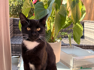 Domestic Shorthair cats - Advert 33