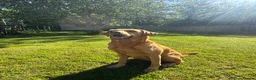 Labrador Retriever dogs for sale: KC Reg Yellow puppies in Tavistock - Advert 1