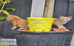 Mixed Breed cats for sale: 3 lovely and playful kittens  - Image 7