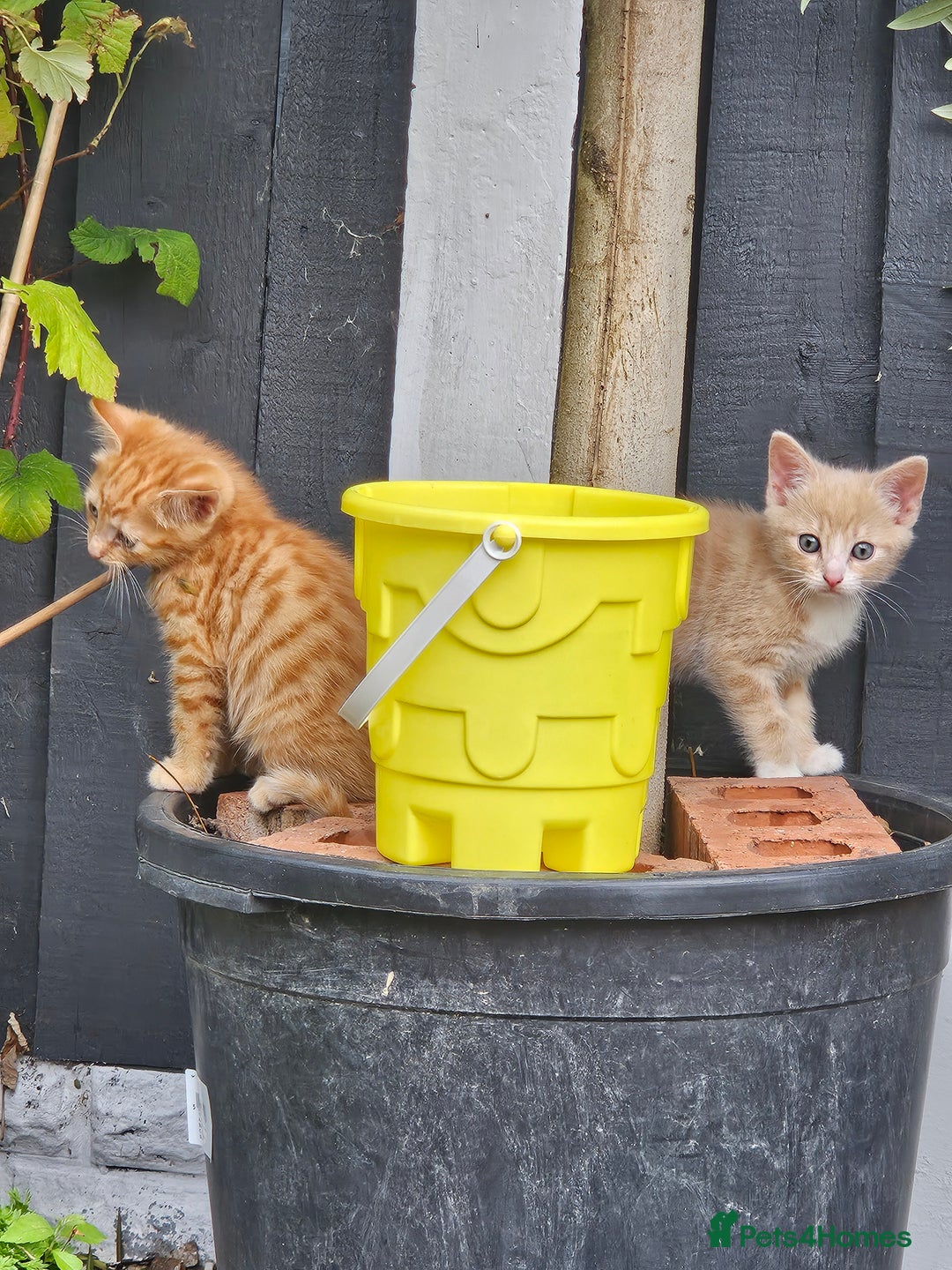 Mixed Breed cats for sale: 3 lovely and playful kittens  - Image 7