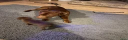 Mixed Breed dogs for sale: Bull staffy puppies - Advert 13