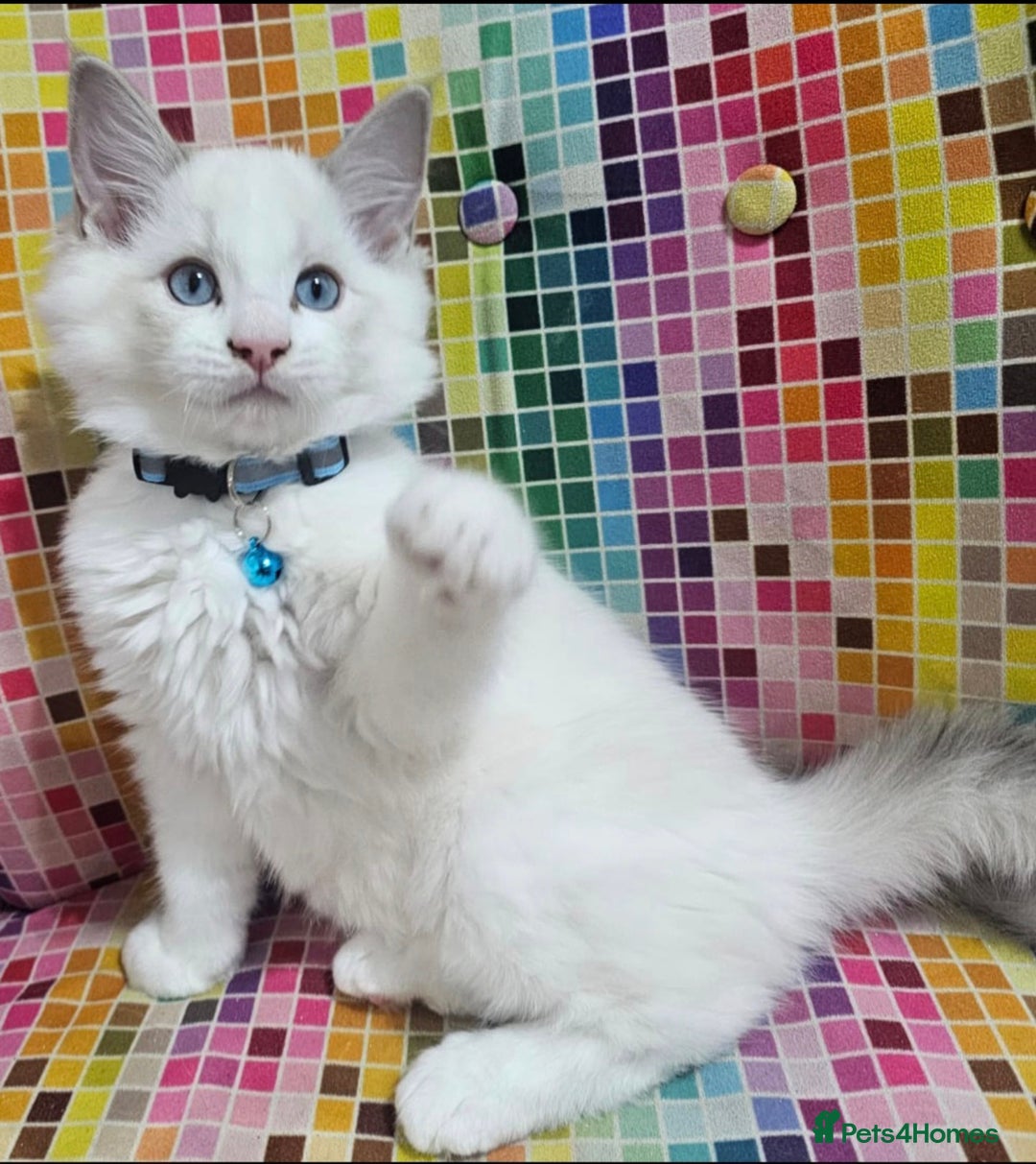 Ragdoll cats for sale: Ragdollkittens health tested gccf/tica parents  - Image 11