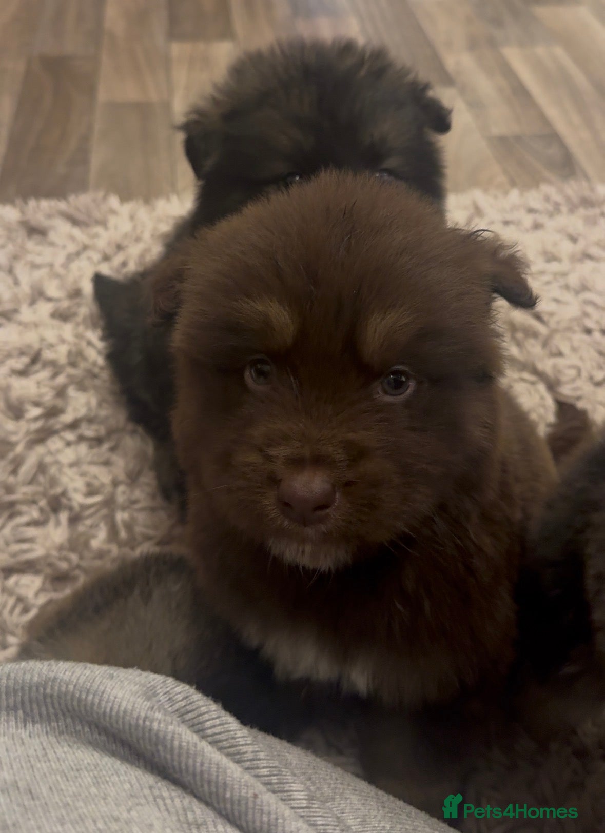 Mixed Breed dogs Alaskan malamute x German shepherd puppies  - Advert 17