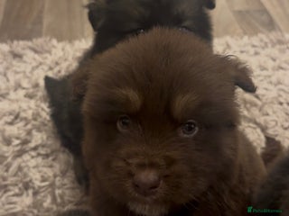 Mixed Breed dogs Alaskan malamute x German shepherd puppies - Advert 17