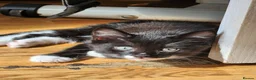 British Shorthair cats for sale: 3 kittens  - Advert 3