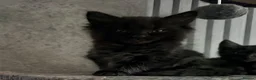 Maine Coon cats for sale: Maine coon kitten - Advert 3