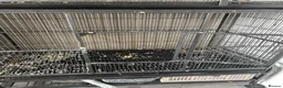 Mixed Breed birds for sale: Double parrot cage  - Advert 4
