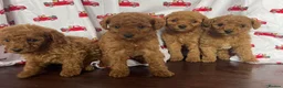 Cavapoo dogs for sale: Cavapoo puppies stunning - Advert 1