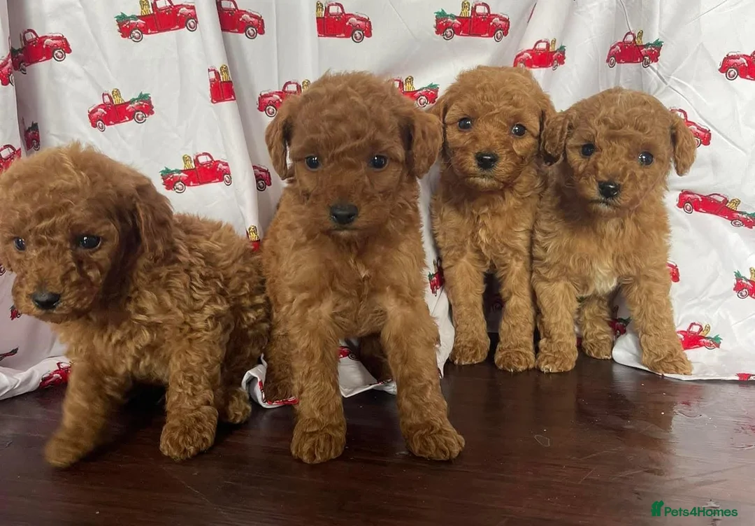 Cavapoo dogs for sale: Cavapoo puppies stunning - Advert 1