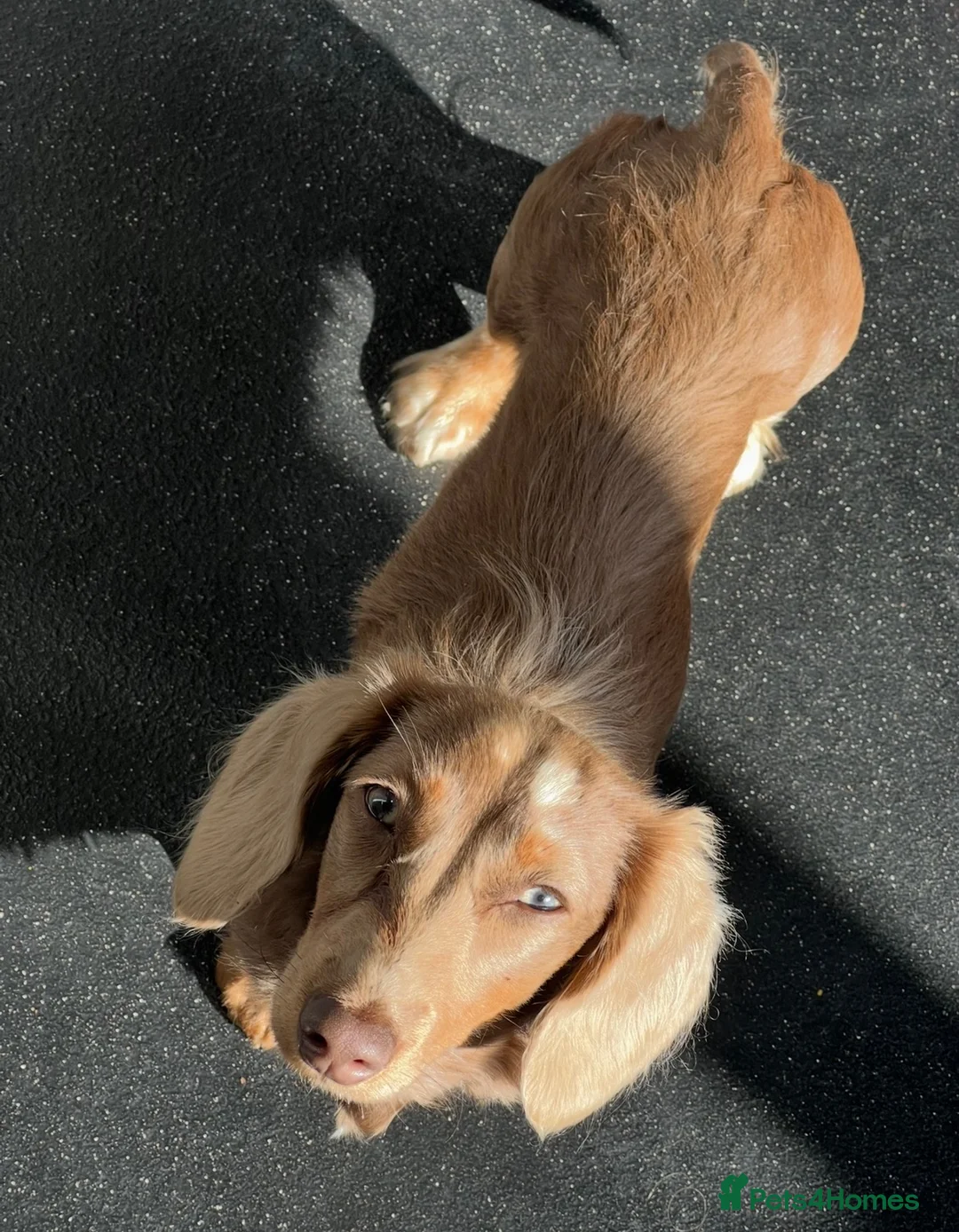 Miniature Dachshund dogs for sale: Beautiful miniature dachshund girl  - Advert 2