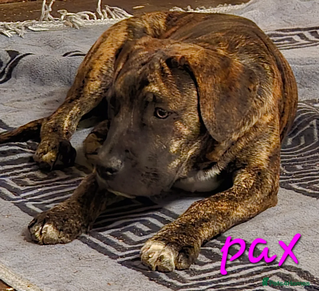 Cane Corso dogs for sale: 🐾 5 BEAUTIFUL CANE CORSO PUPPIES • 5 MONTHS in Swindon - Advert 2