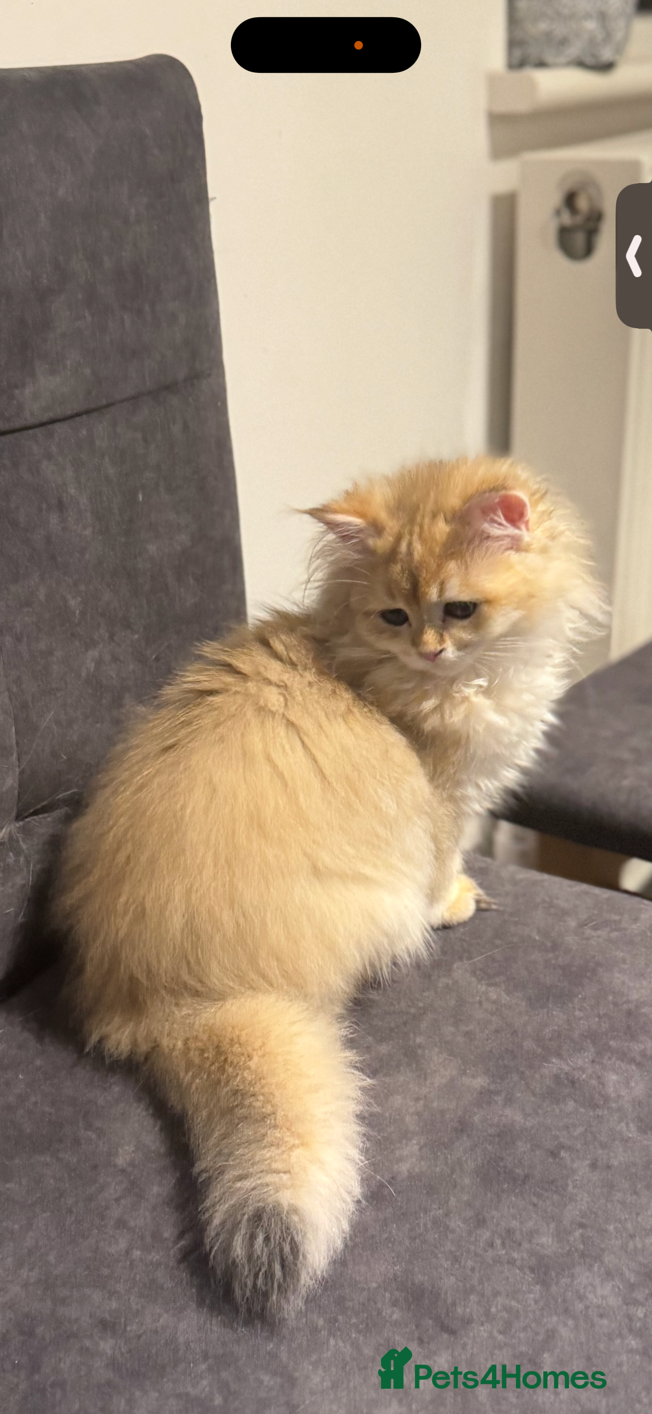 Scottish Fold cats Scottish Straight Chinchilla female last - Advert 1