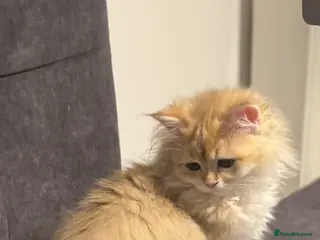 Scottish Fold cats Scottish Straight Chinchilla female last - Advert 2