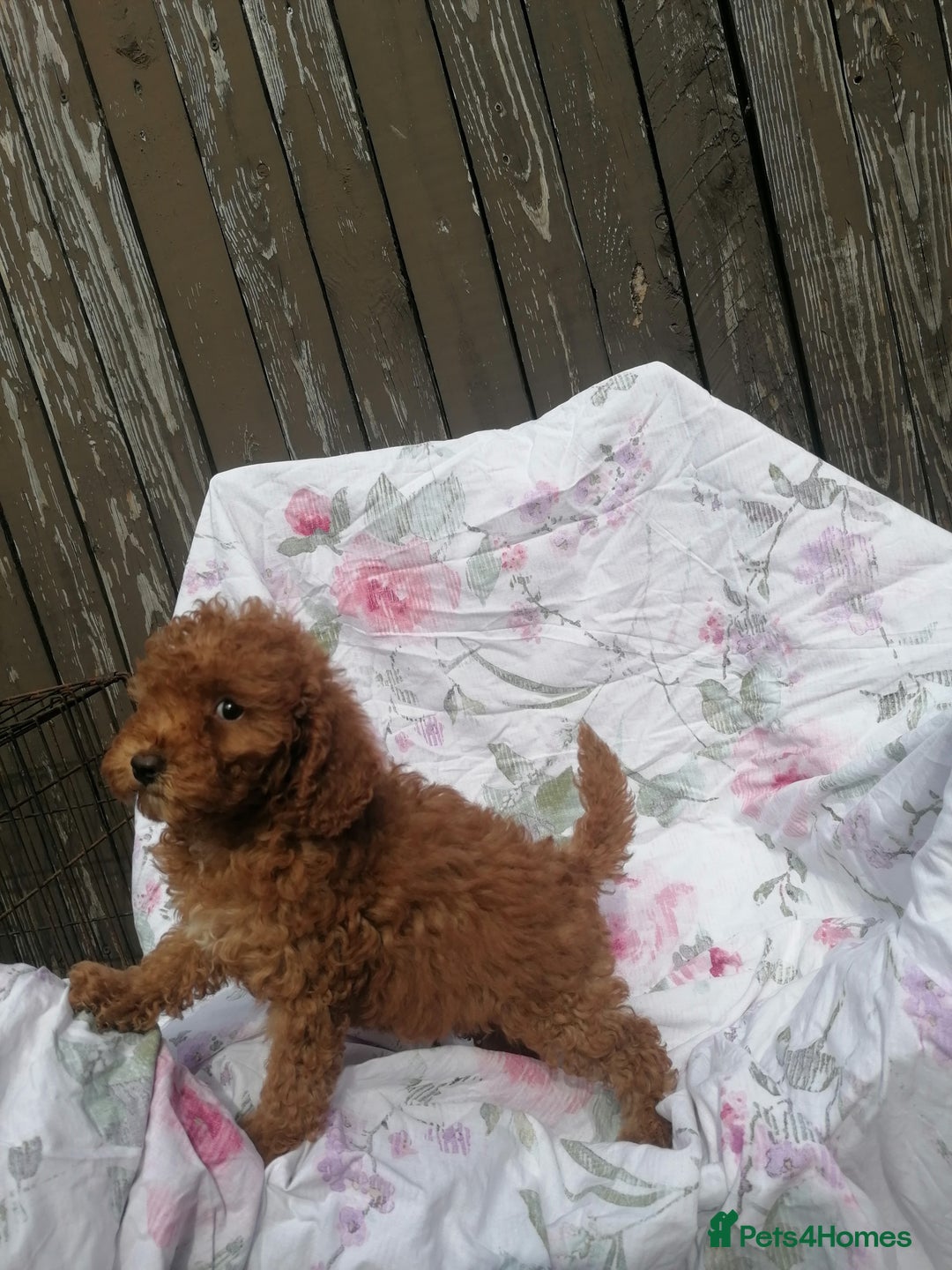 Miniature Poodle dogs for sale: Miniature poodles  - Image 18