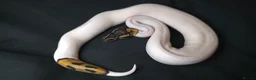 Python Snake reptiles for sale: Ball Pythons Read Description - Advert 2