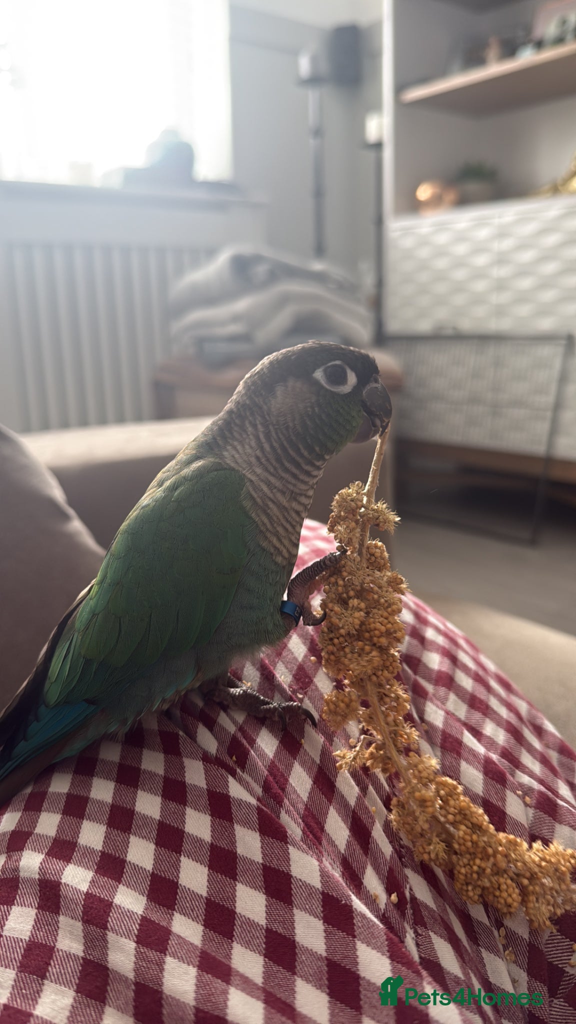 Conures birds green cheek conure for sale - Advert 1