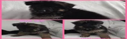 German Shepherd dogs for sale: Gorgeous German Shepherd Puppies For Sale - Advert 34