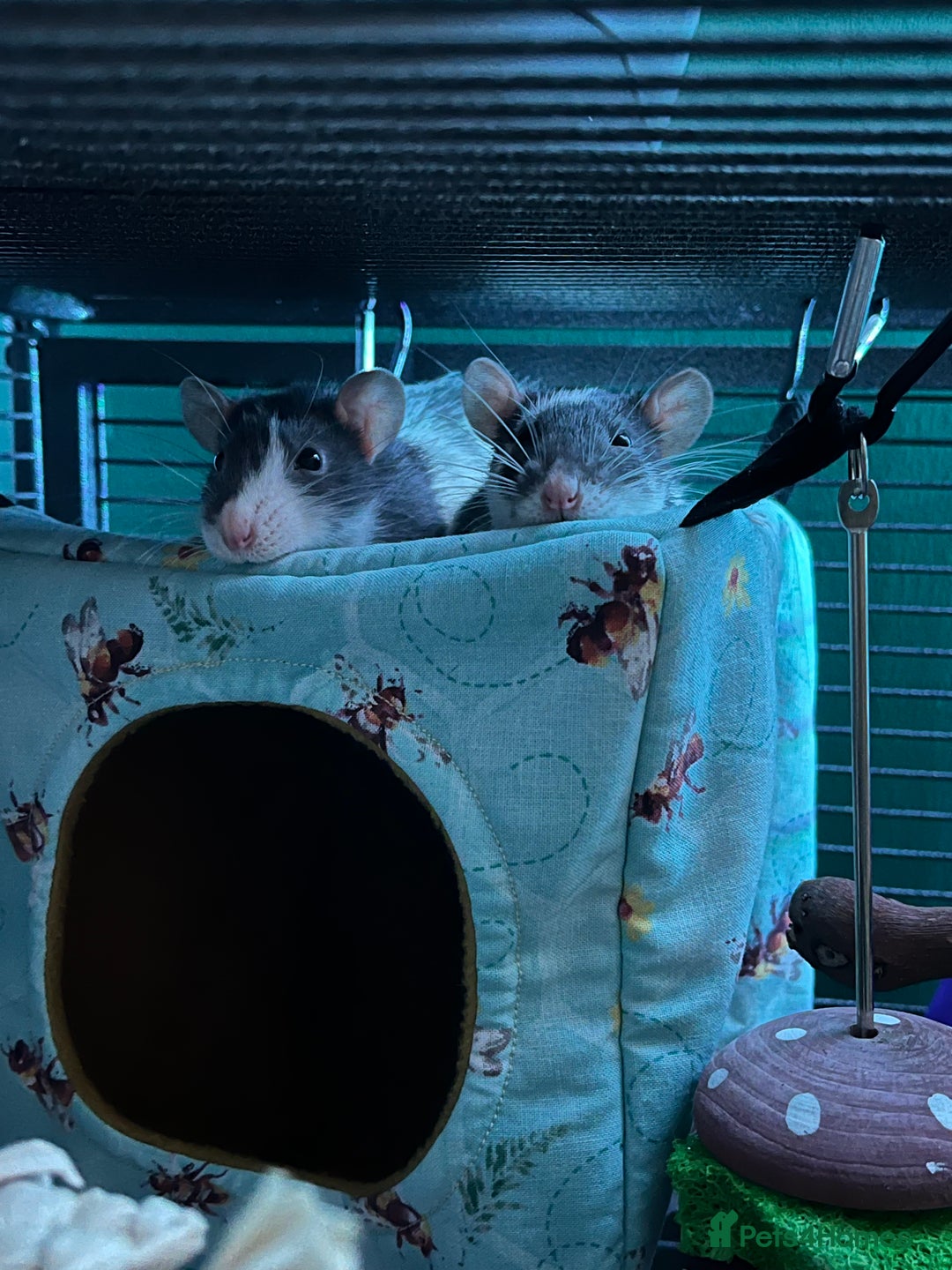 Rat rodents for sale: 3 male rats - Advert 9