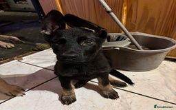 German Shepherd dogs for sale: German shepherd  - Image 6