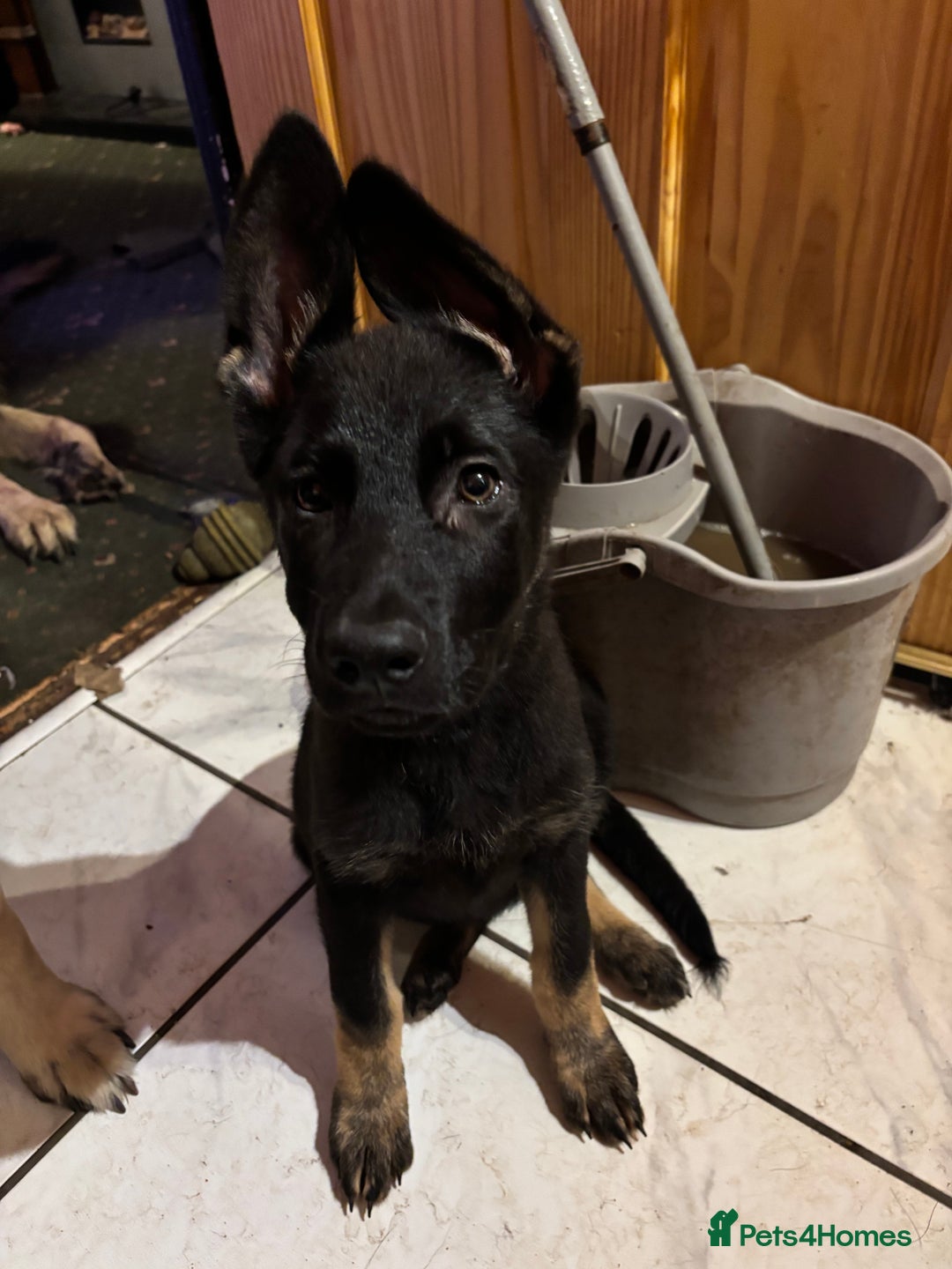 German Shepherd dogs for sale: German shepherd  - Image 6