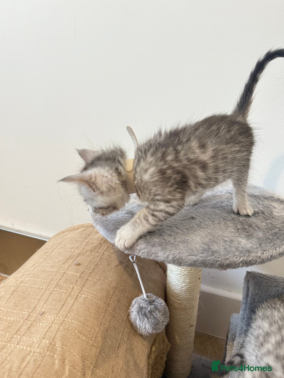 Maine Coon cats for sale: Maine Coon x Savannah Kittens - Advert 31