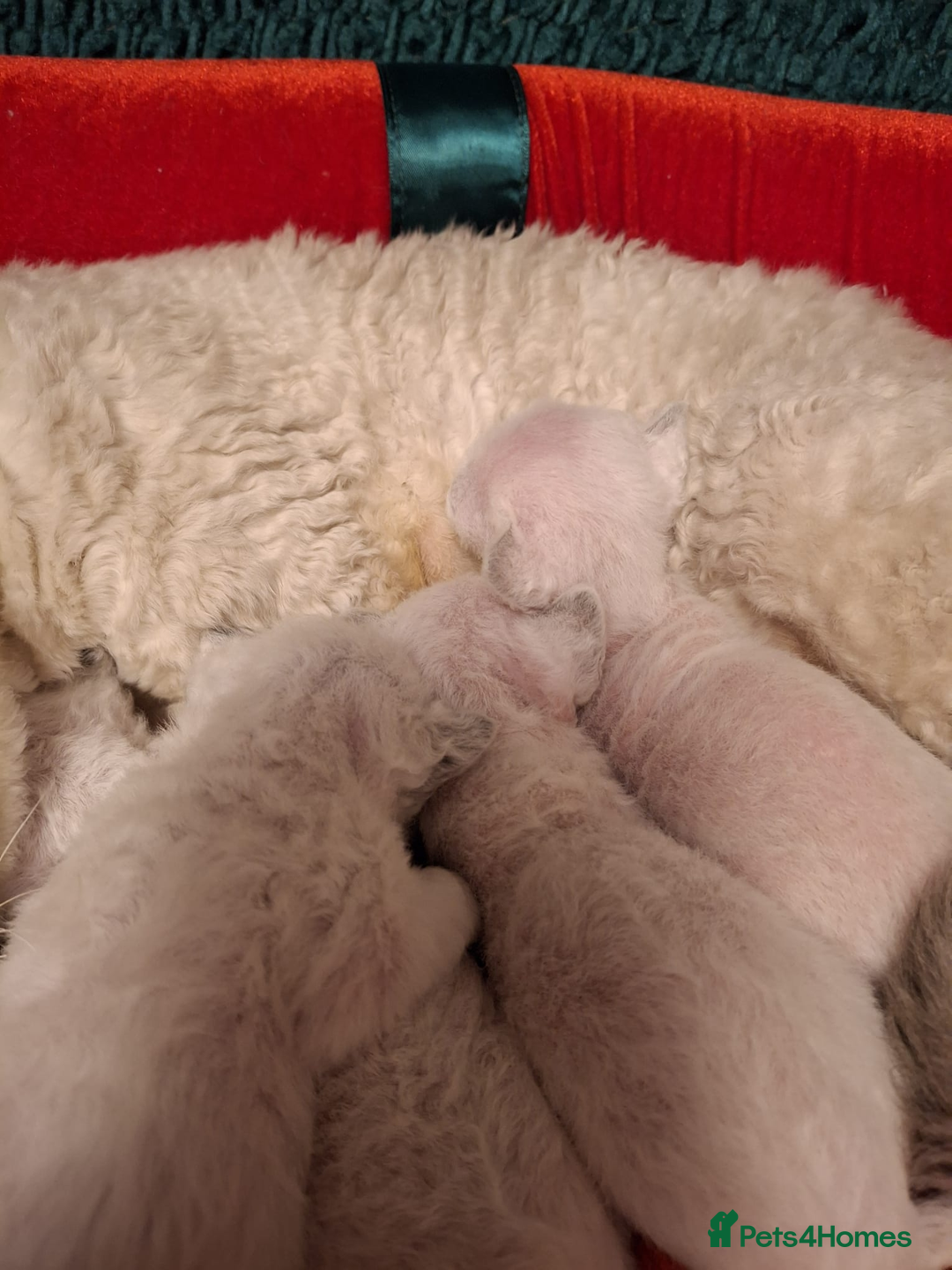 Devon Rex cats for sale: 🌸 Wonderful Devon Rex Kittens  🌸 - Advert 9