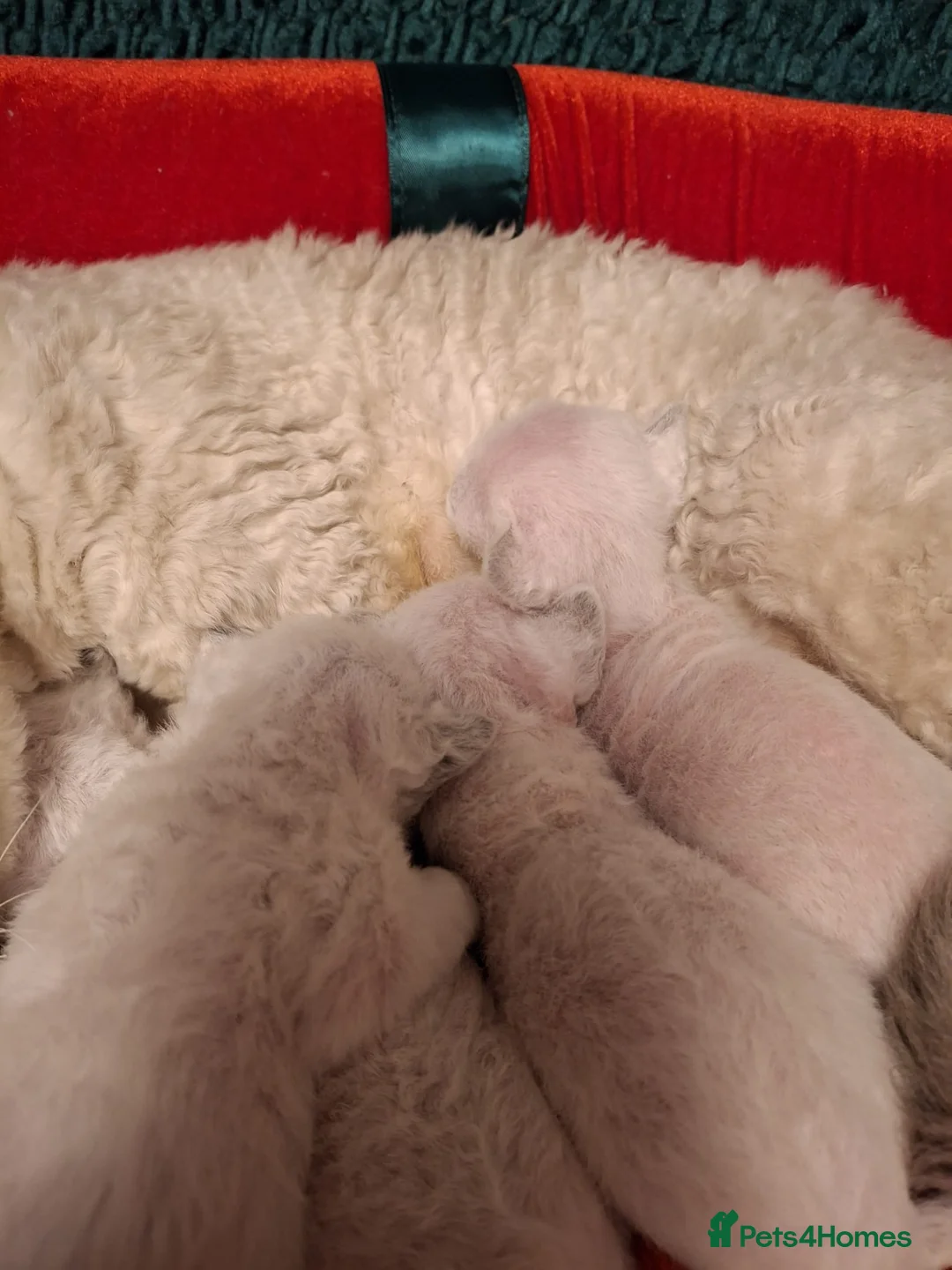 Devon Rex cats for sale: 🌸 Devon Rex with blue eyes FIFE registered  🌸 - Advert 24