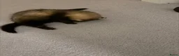 Ferret rodents for sale: 2x baby ferret  in Wolverhampton - Advert 1