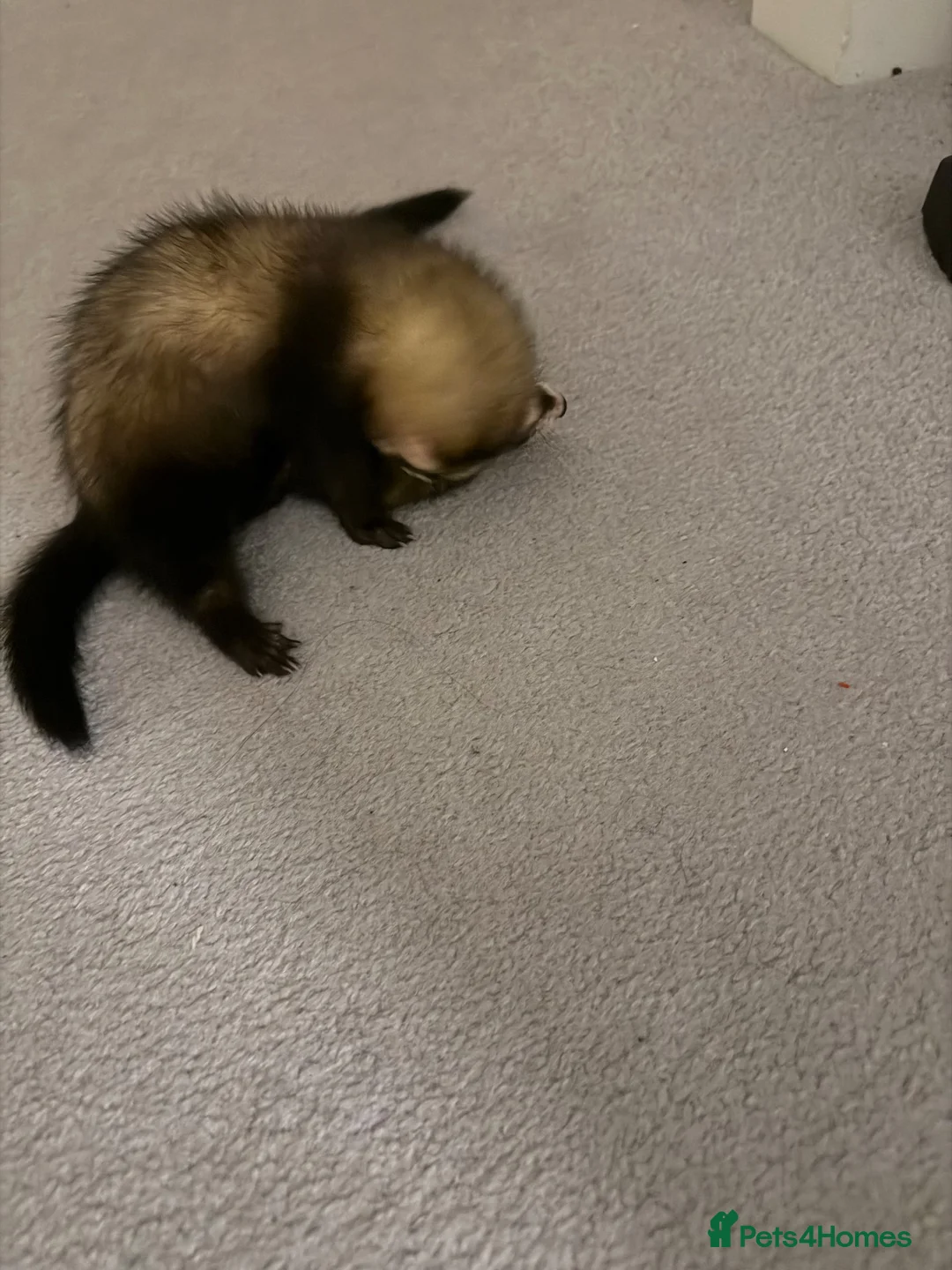 Ferret rodents for sale: 2x baby ferret  in Wolverhampton - Advert 1