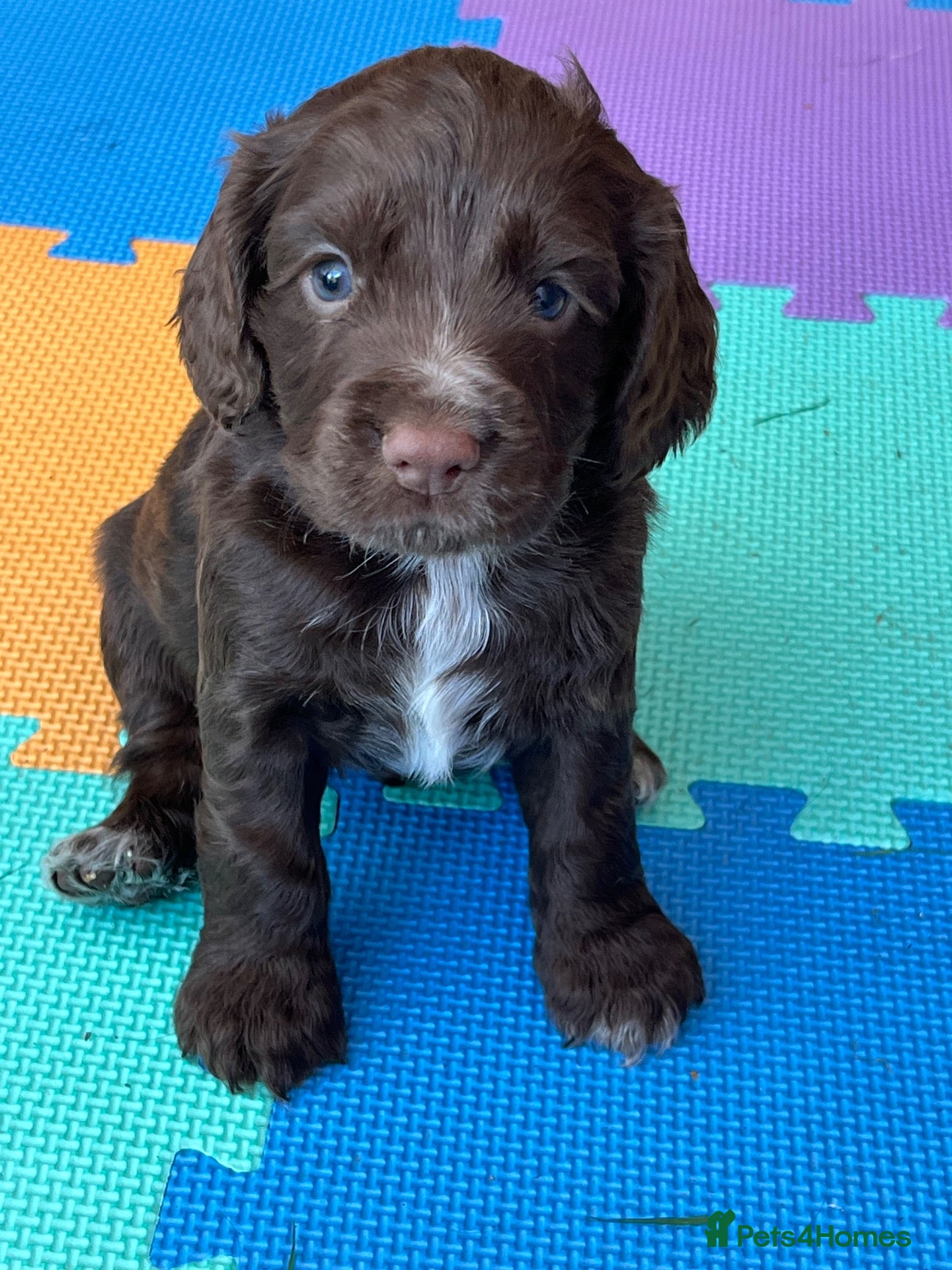 Cocker Spaniel dogs RKC Working cocker spaniel  - Advert 22