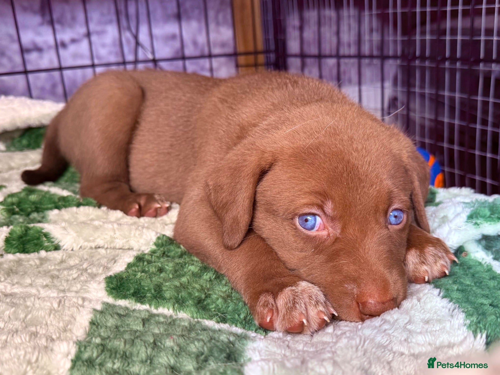 Mixed Breed dogs Gorgeous Siberian Shepsky x Weimaraner Puppies  - Advert 1