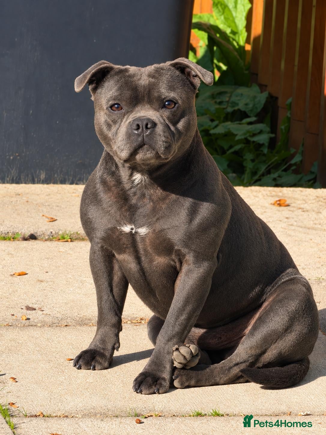 Staffordshire Bull Terrier dogs BOWSER NOW AVAILABLE FOR STUD  - Advert 1