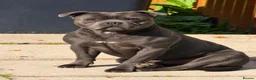 Staffordshire Bull Terrier dogs for stud: Outstanding Blue Staffordshire Bull Terrier Males - Advert 2