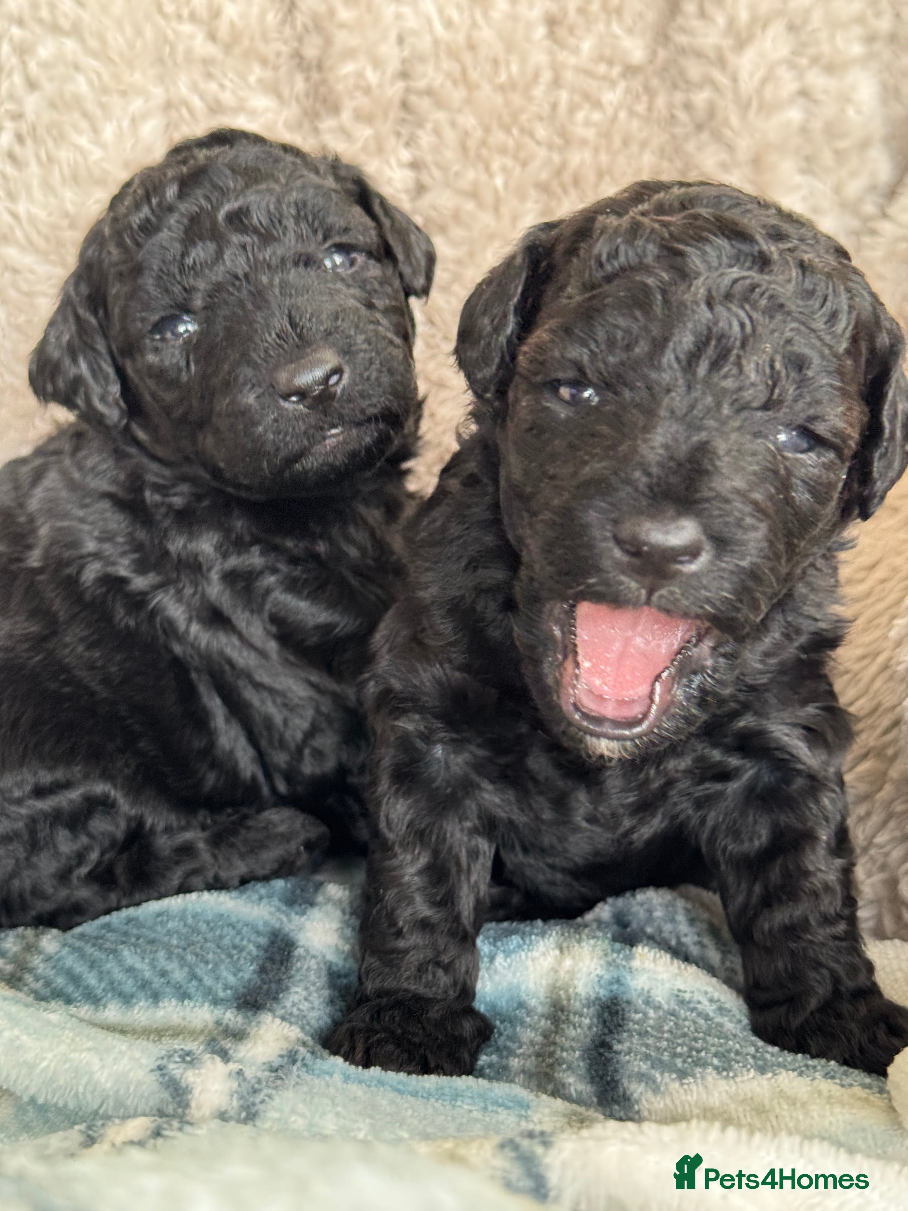 Aussiedoodle dogs Miniature Aussie Doodle Pups 🐾 ❤️ - Advert 6