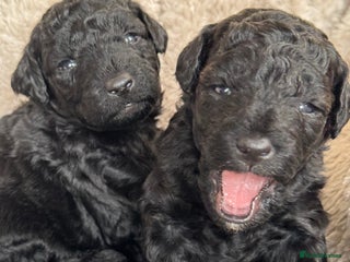 Aussiedoodle dogs Miniature Aussie Doodle Pups 🐾 ❤️ - Advert 6