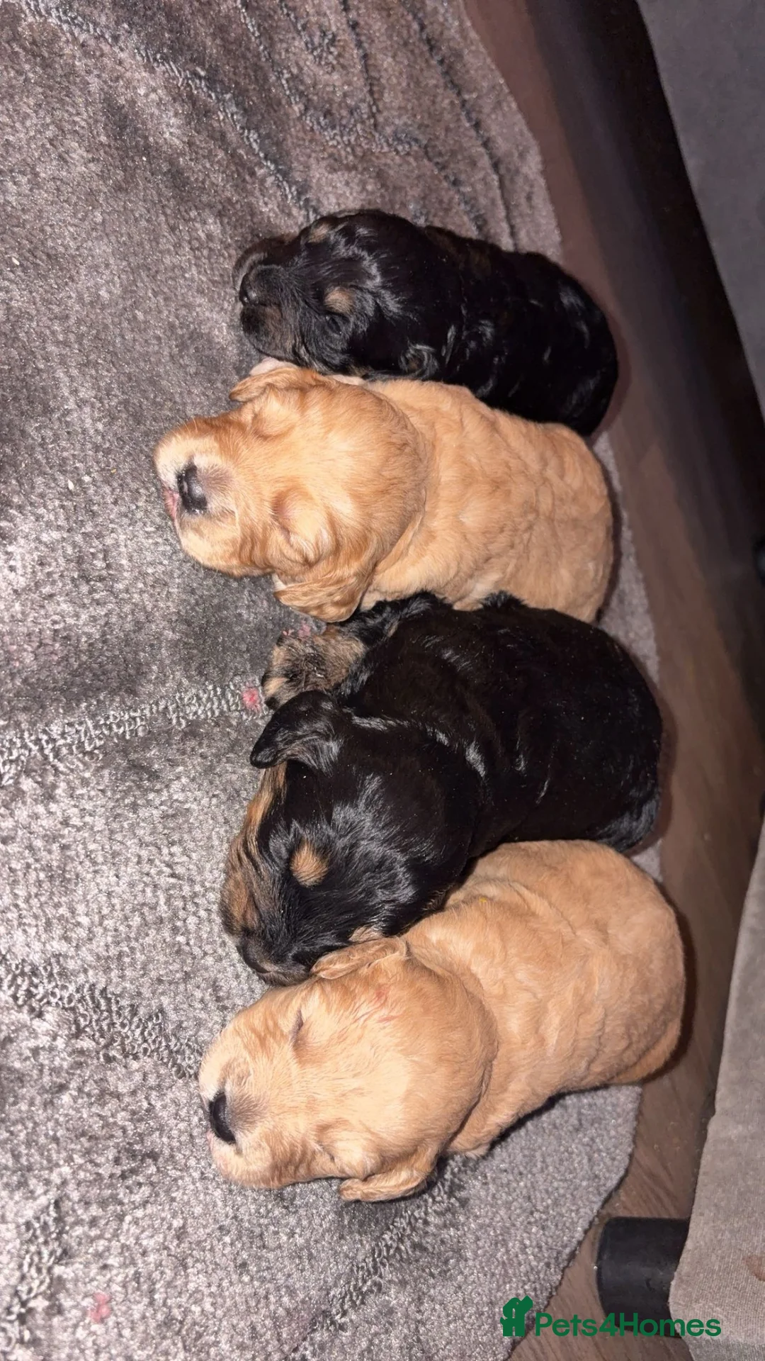 Cockapoo dogs for sale: Beautiful cockapoo puppies  - Advert 4