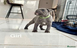 Staffordshire Bull Terrier dogs for sale: !!! Blue Staffordshire bull terriers !!! - Image 2