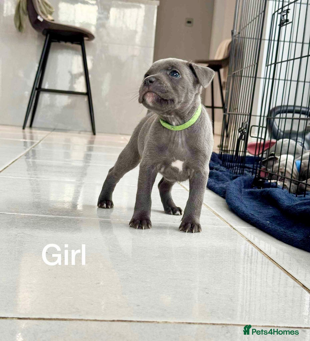 Staffordshire Bull Terrier dogs for sale: !!! Blue Staffordshire bull terriers !!! - Image 2