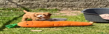 Cavapoo Puppy 1