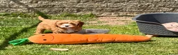 Cavapoo dogs for sale: Stunning home reared vet checked cavapoo puppies  in Leicester - Advert 18