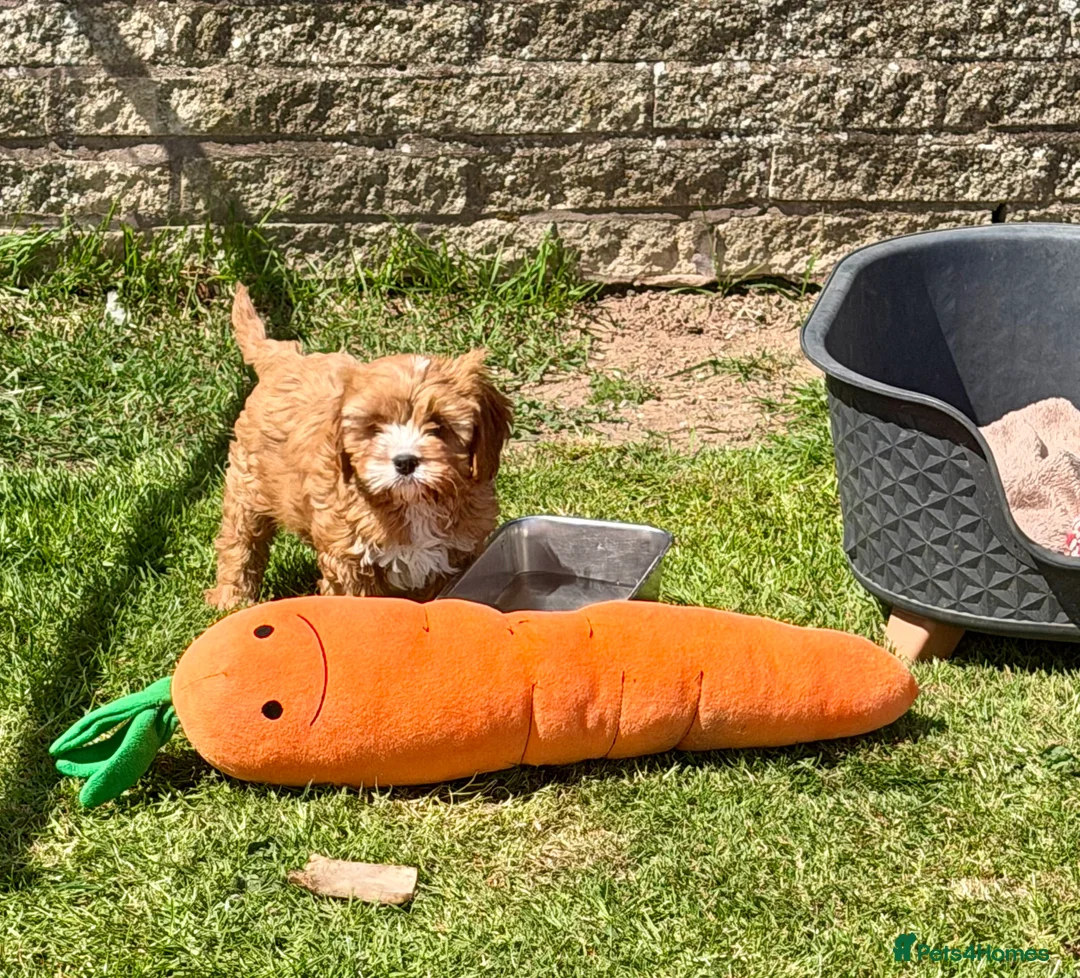 Cavapoo dogs for sale: Stunning home reared vet checked cavapoo puppies  in Leicester - Advert 18