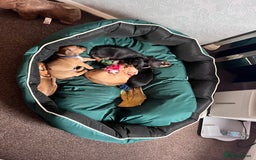 Mixed Breed dogs for sale: 5 Jack Russell x miniature dashound puppies £800 - Image 30