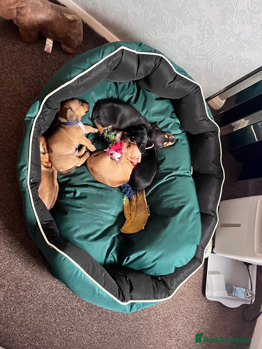 Mixed Breed dogs for sale: 5 Jack Russell x miniature dashound puppies £800 - Image 30