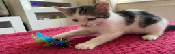 Mixed Breed cats for sale: Kittens  - Advert 2