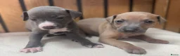 Italian Greyhound dogs for stud: MR MILO AT STUD ( HEALTH TESTED ) in Batley - Advert 20